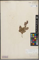 Foto von Salix starkeana Willd.